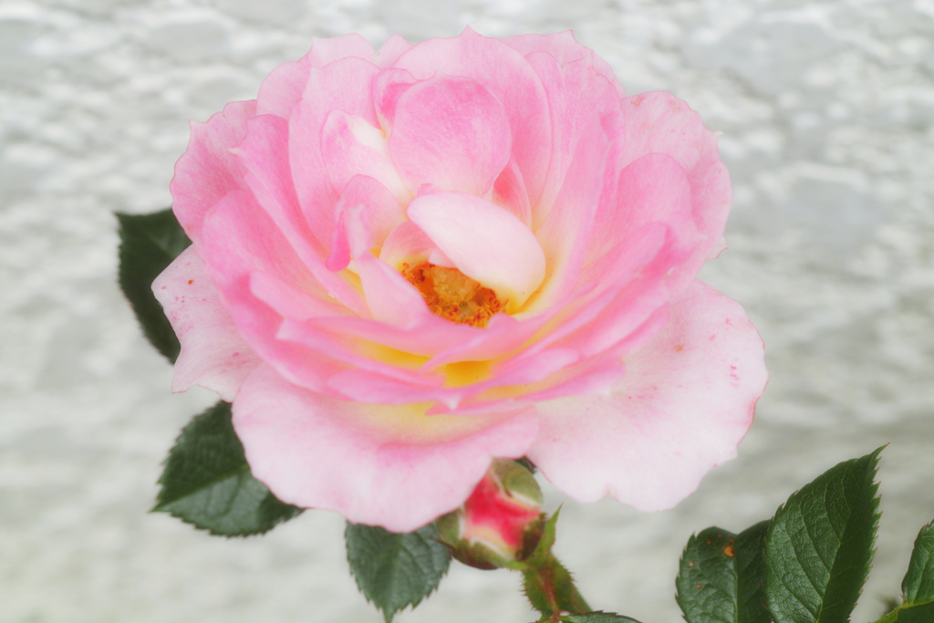 薔薇
