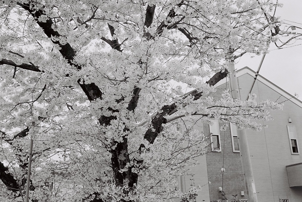 桜1