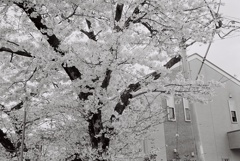桜1