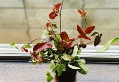 窓辺の植物