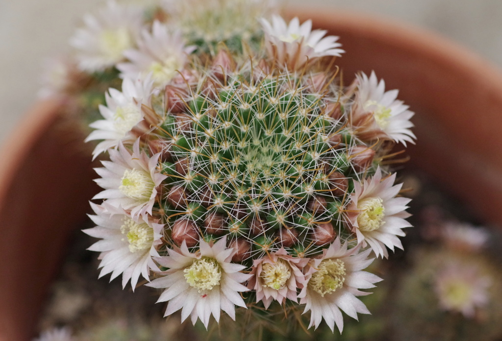 サボテンの花