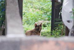 ねるらちゃん