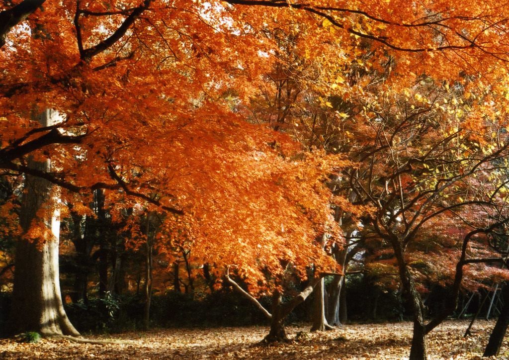 紅葉その１