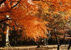 紅葉その１