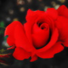 赤いバラ