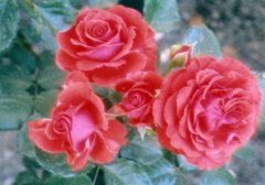 赤い薔薇