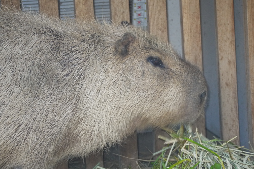 カピバラ