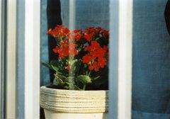 窓辺の花