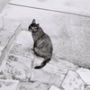 ねるらちゃん