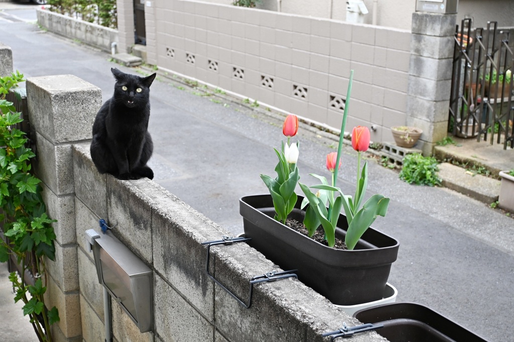 きょろちゃんとチューリップ