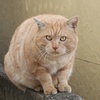 ちゃーちゃん