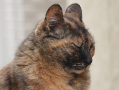 瞑想するねるらちゃん