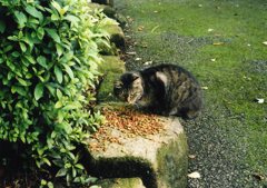野良猫