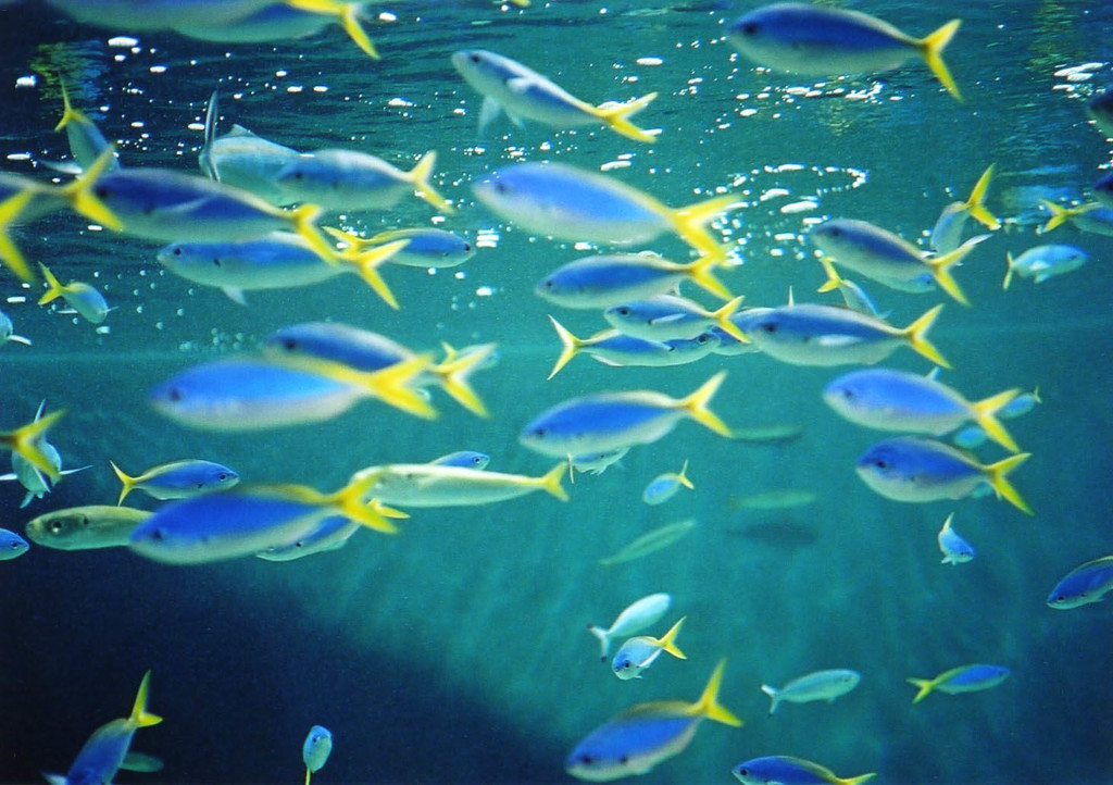 青い魚
