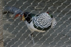 ？鳥