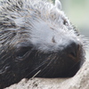眠い子　1
