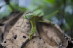カマキリ