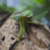 カマキリ