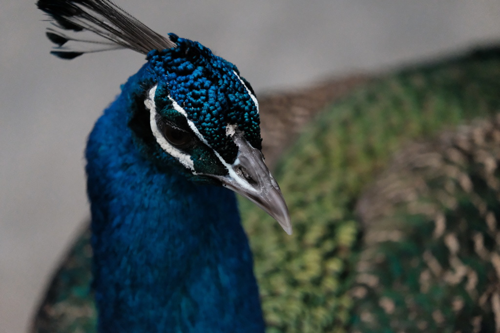 花鳥園_2