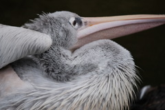 花鳥園_3