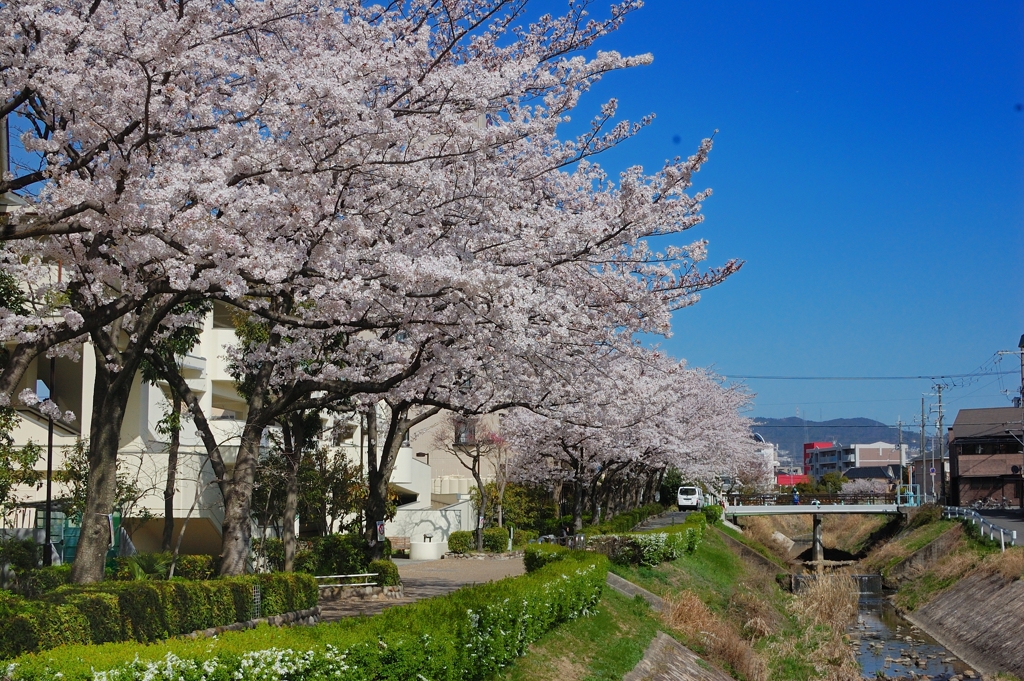 近所の桜