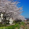 近所の桜