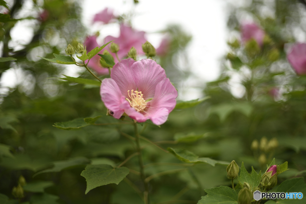 花（ピンク）