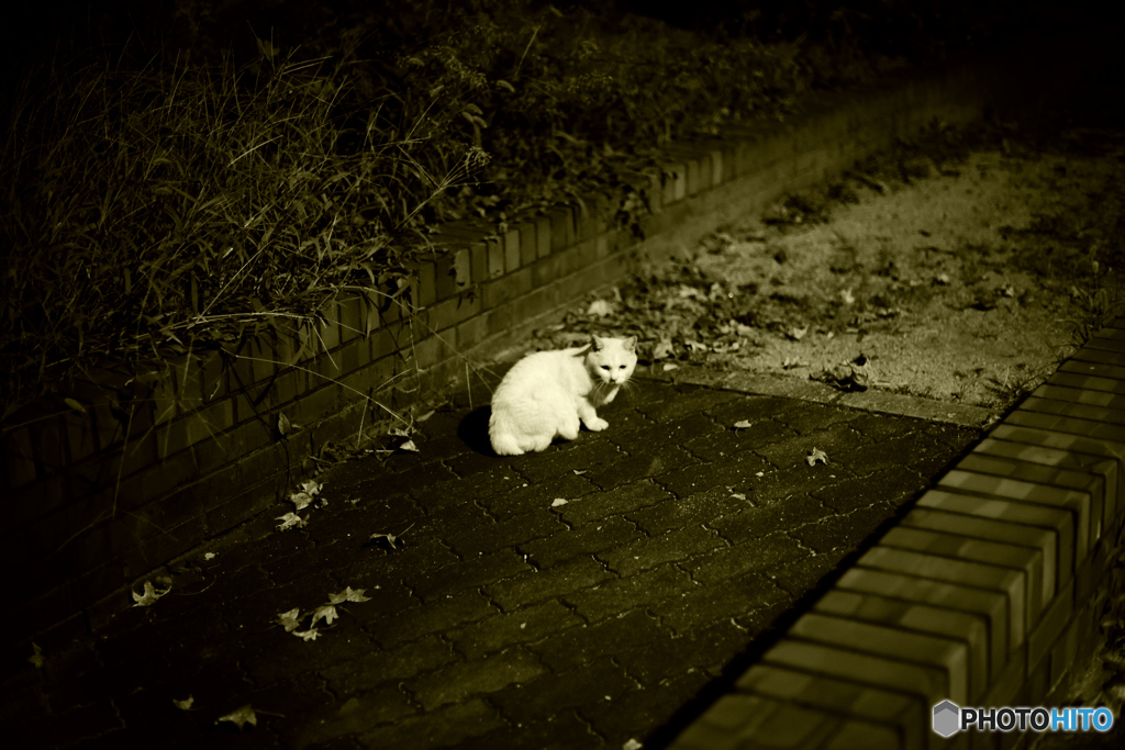 秋の野良猫