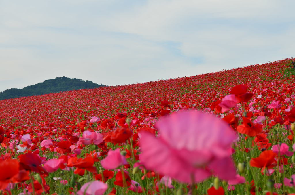 DSC_0116