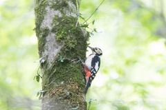アカゲラ