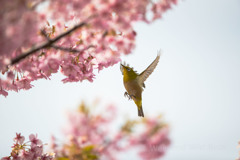 河津桜とメジロ