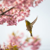 河津桜とメジロ