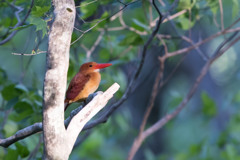 アカショウビン