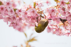 河津桜とメジロ