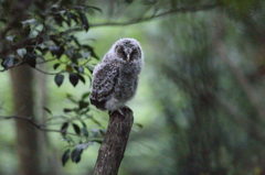 iso 51200