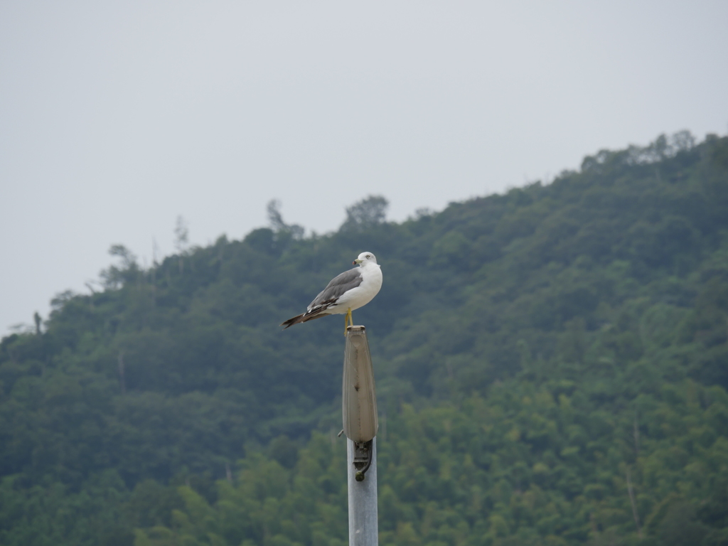 漁港のウミネコ