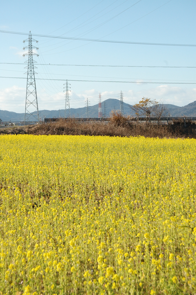 半島にて　　DSC_01455_024