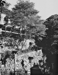 京都の秋　１９８０　 貴船神社　