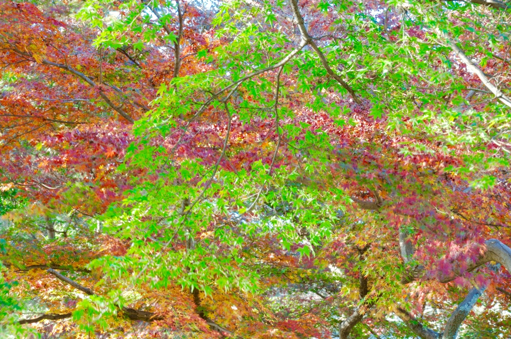 紅葉