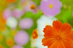 花畑