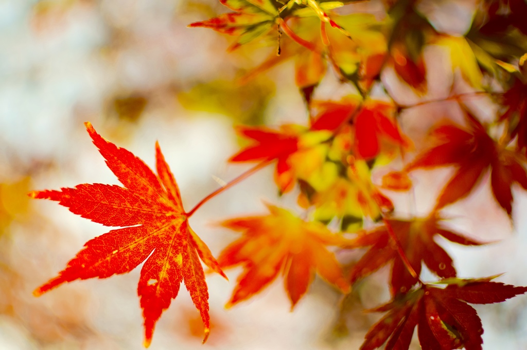 紅葉