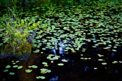 水草