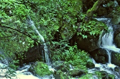 緑と水