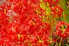 彼岸花