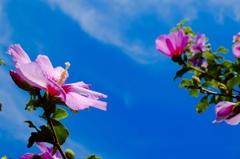 花花