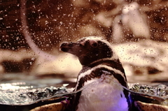 間近でペンギン