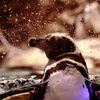 間近でペンギン