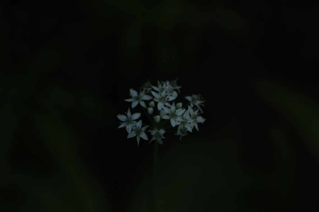 白い花