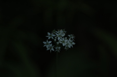 白い花