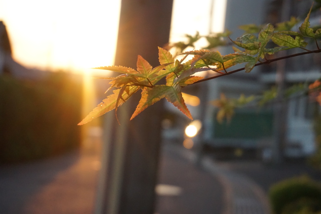 夕日をあびて